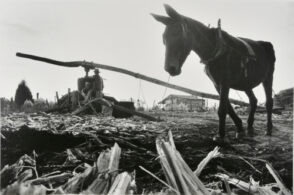 Mule-powered Sugar Cane Grinder, Mississippi