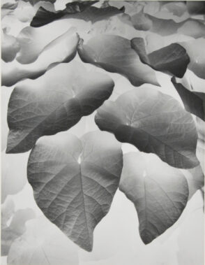 Negative Print (Brewster, NY)