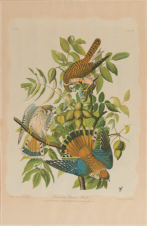 American Sparrow Hawk