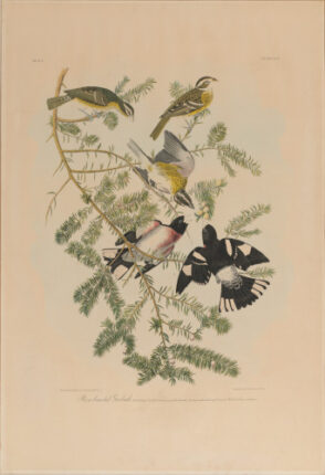 Rose-Breasted Grosbeak