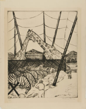 Affectionate Giraffes