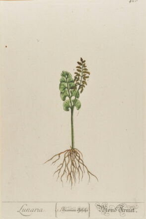 Lunaria (Mond-Kraut)