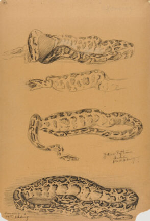 Sketches of Yellow Python [inscribed with python habit notes]