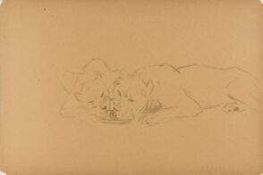 Lion and Lioness Over Pan of Water