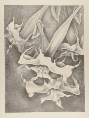 Datura Series, Group 2