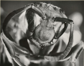 Head of White-faced Hornet