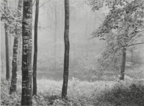 Redding Woods, Connecticut.