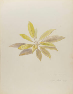 Leaves