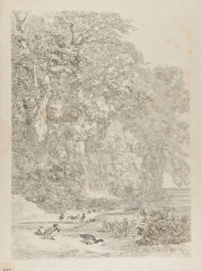 Forêt, avec des canards près d’une mare