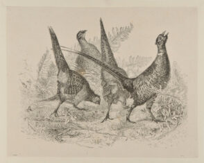 Four Pheasants
