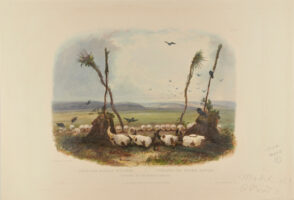 Offering of the Mandan Indians