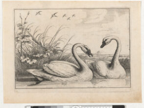 Two Swans