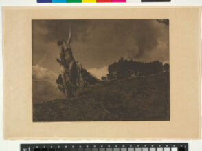 Soul of the Blasted Pine