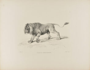 Lion after Reydinger