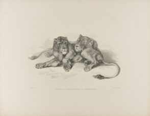 Senegal Lion & Lionness after Reydinger