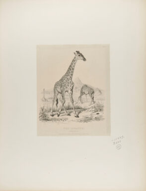 The Giraffe