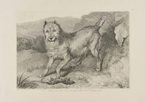 Bob, a Favourite Terrier