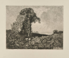 Vaches dans les gênets