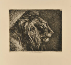 Tete de Lion (d’apres nature)