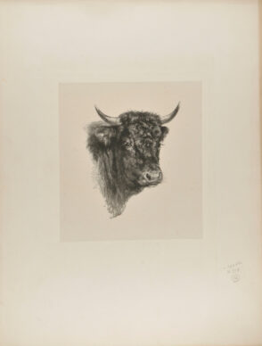 Head of Bull