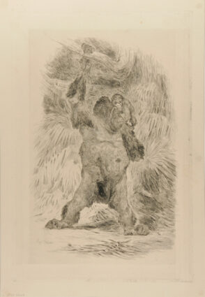 Orang-outang de Borneo