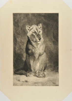 Lionne du Senegal, (plate I)