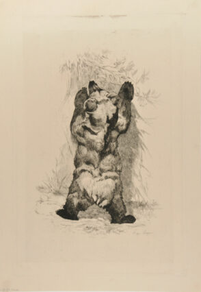 Ours fauve des Asturies