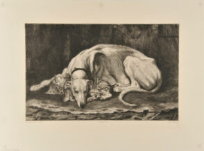 Grand Lévrier d’Alger