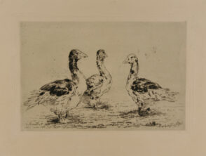 Three ducks
