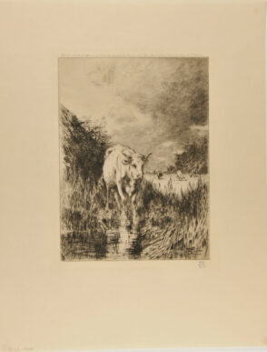 Cow in a marsh