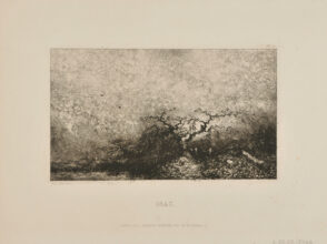 Chêne au bord d’une mare