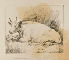 Cow Seated (facing viewer, with head raised)