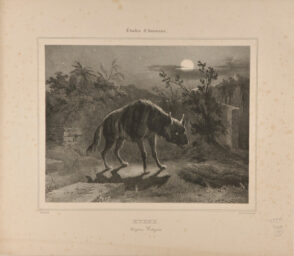 Hyène (Hyena Vulgaris)
