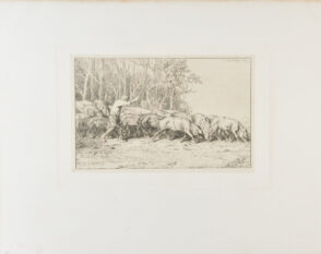 Troupeau de porcs sortant d’un bois