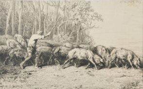 Troupeau de porcs sortant d’un bois