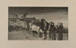 Vaches conduites à l’abreuvoir