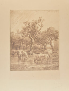 Vaches à l’abreuvoir