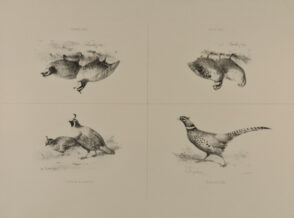 Perdrix de la Californie; Faisan de l’Inde; Colin Houé; Colin Gérard