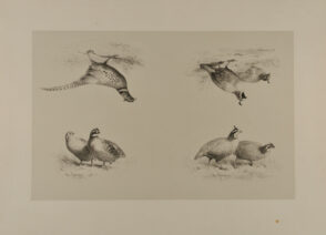 Perdrix de la Californie; Faisan de l’Inde; Colin Houé; Colin Gérard