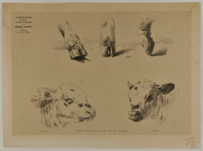 Three hooves and two cow heads
