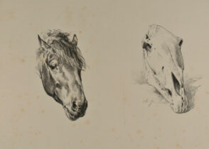 Horse head and skull