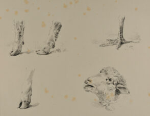 Hooves, claw, and sheep’s head