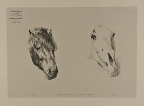 Horse head and skull