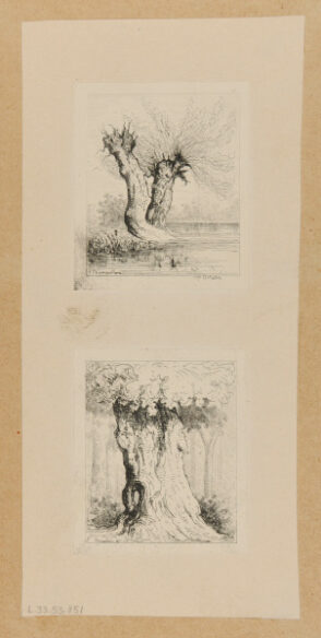 Two trees; Tree trunk