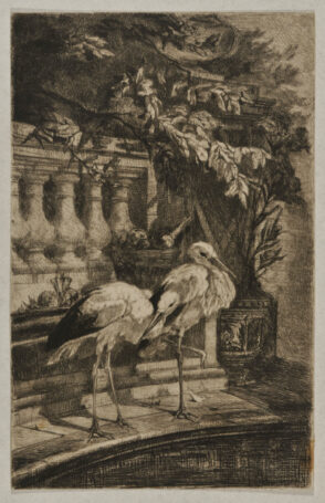 Cigognes Faisant la Sieste au Bord d’un Bassin