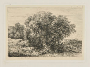 Grande masse d’arbres