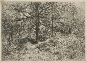 Intérieur de forêt