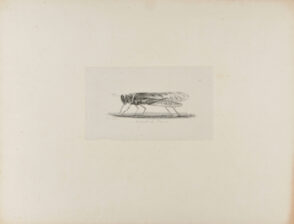 Sauterelle du Desert