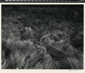 from the portfolio “Harry Callahan, Landscapes 1941-1971”