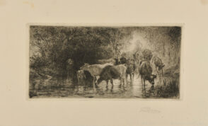 Cattle Drinking at a Pond
